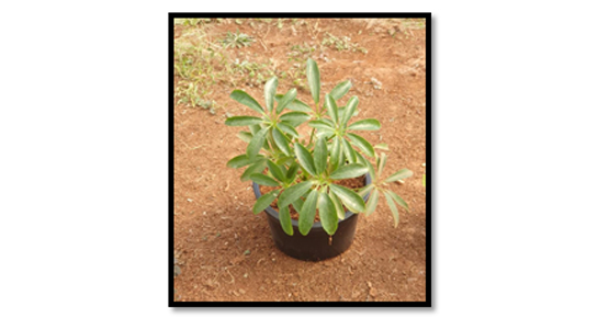 Schefflera Arboricola (Mini Schefflera / Dwarf Umbrella Tree)