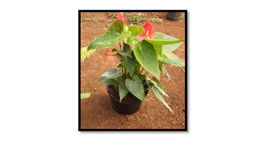 Anthurium
