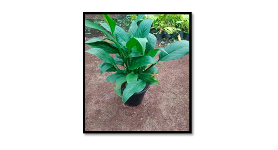 Spathiphyllum