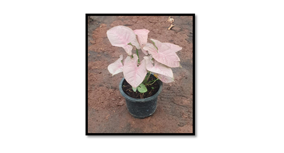 Syngonium