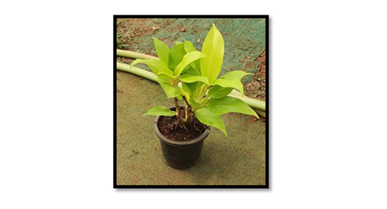 Philodendron Ceylon Golden