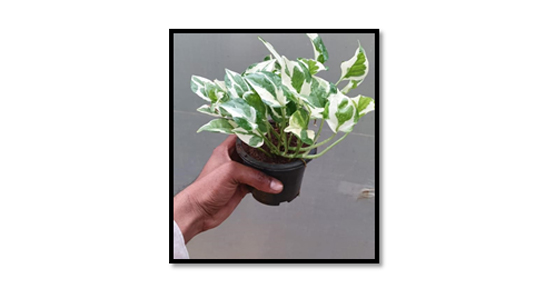 Enjoy Money Plant